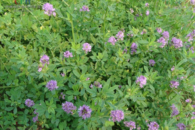 种苜蓿有什么方法？手把手教你种植技巧