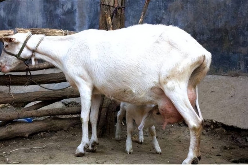 怎么判断母羊怀孕了？母羊怀孕有什么症状？