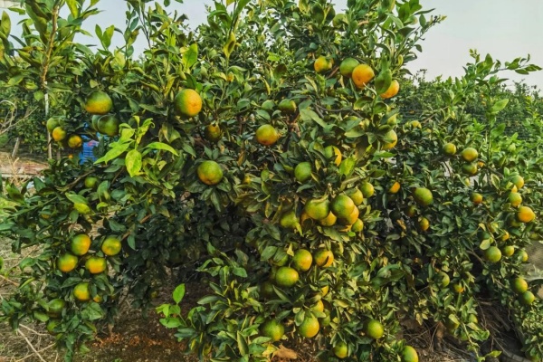 桔子树根部长虫怎么办?一步步教你识别和消灭地下害虫