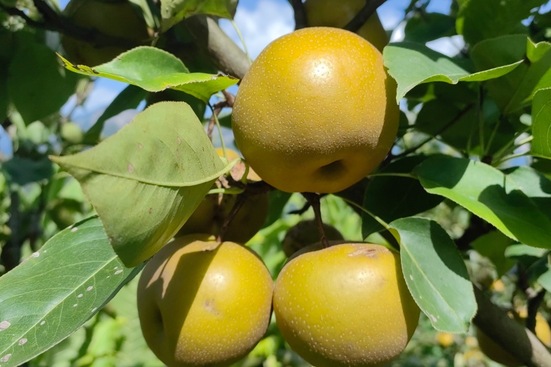 种梨怎么才能赚钱？果农十年心血总结：这五个环节缺一不可
