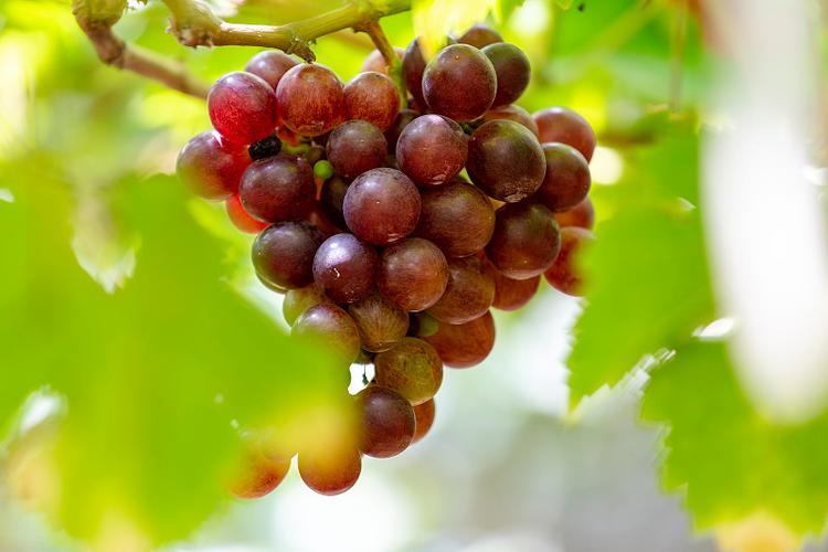 红色葡萄上色难怎么回事?教你找准原因,用对方法