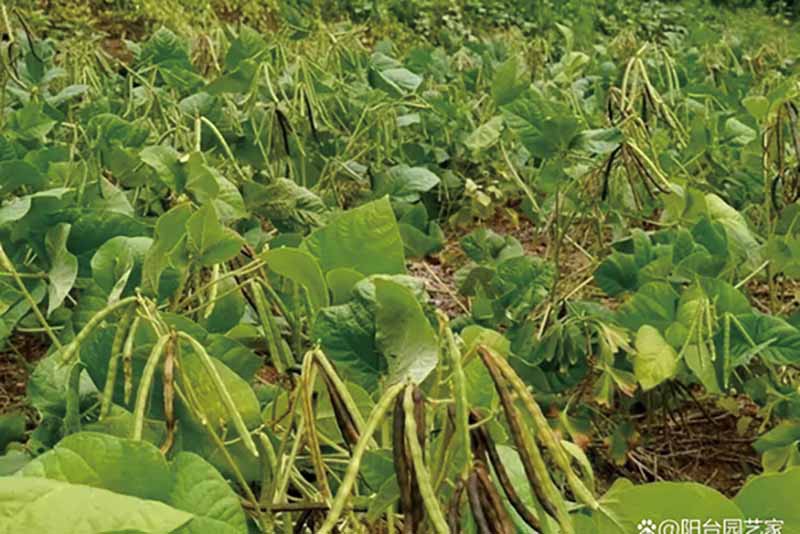 绿豆产量低怎么办?试试这五个增产关键点