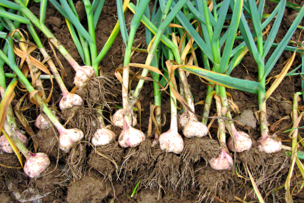 种蒜苗还是蒜头赚钱？种老蒜农的大实话