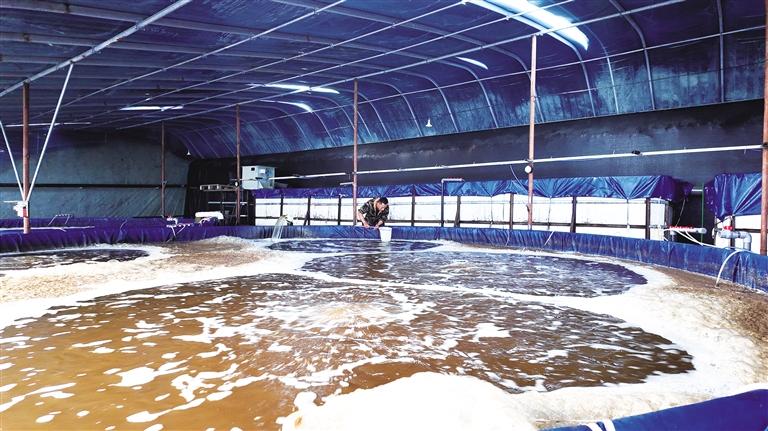 西北内陆成功养出沿海大虾:东西协作破解“海鲜自由”难题