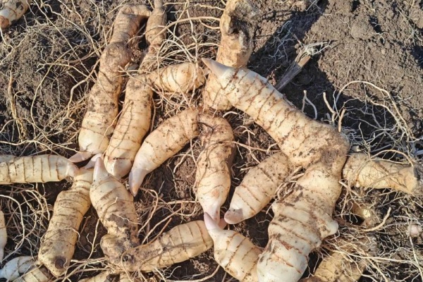 云贵山区适合种什么药材?这几种收益好还省心