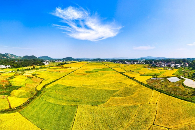 湖南粮食生产与农业发展：多举措并举绘就丰收新画卷