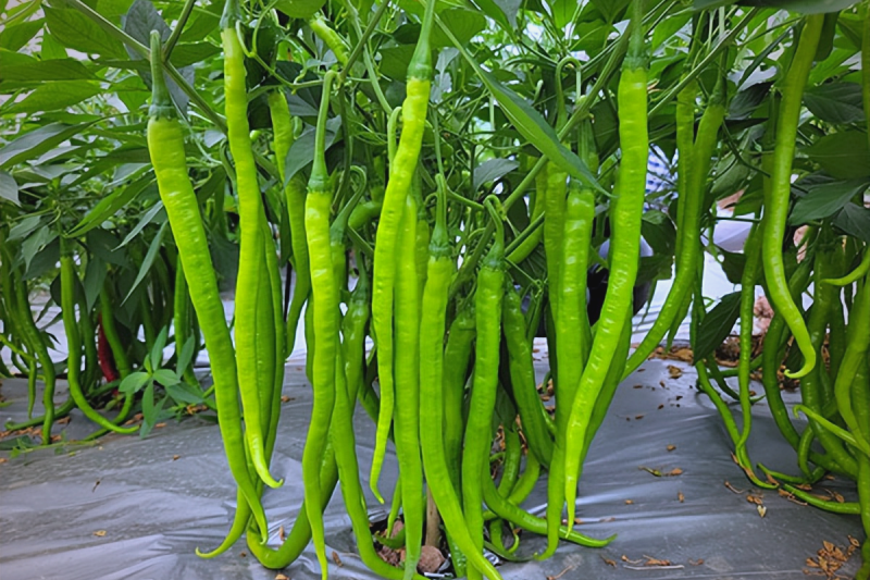 线椒高产技巧有哪些？线椒高产栽培技术要点有哪些？