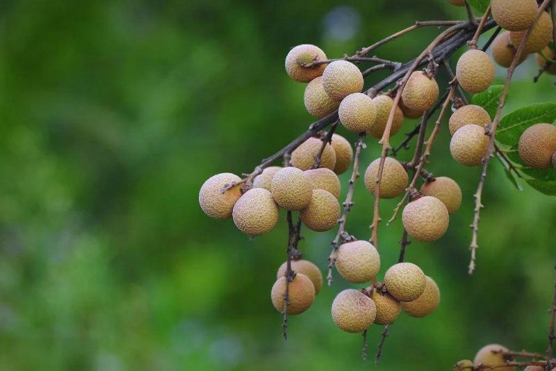龙眼种植如何防治空壳果?龙眼种植防治空壳果有什么方法?