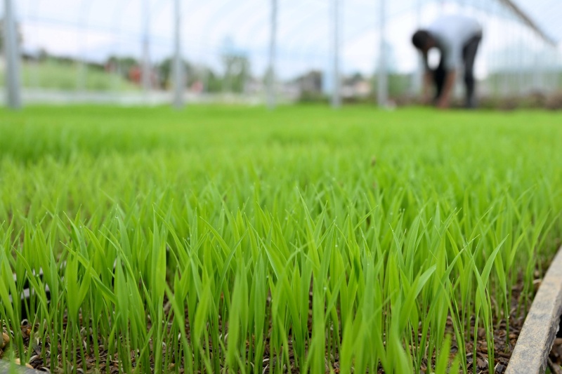 水稻育苗五大方法优缺点详解：从传统水育到现代软盘，你适合哪一种？