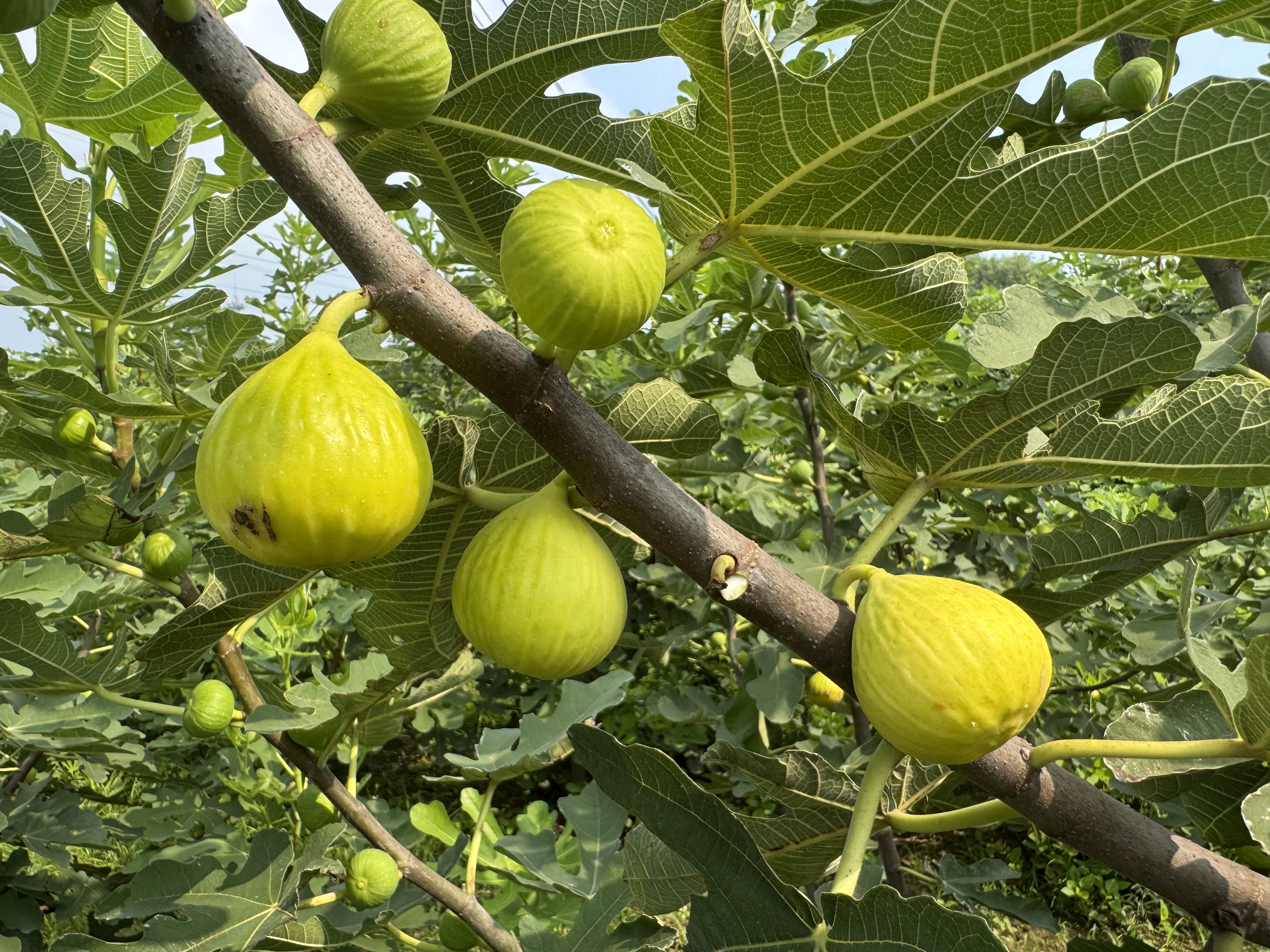 长清金庄村：从工业强村到农文旅融合的华丽转身