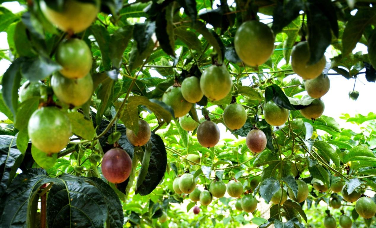 百香果茎基腐病是什么原因？如何防治百香果茎基腐病？