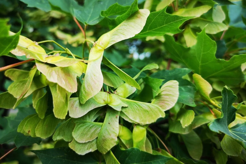 枣树叶子发黄是怎么回事？如何防治黄叶病？