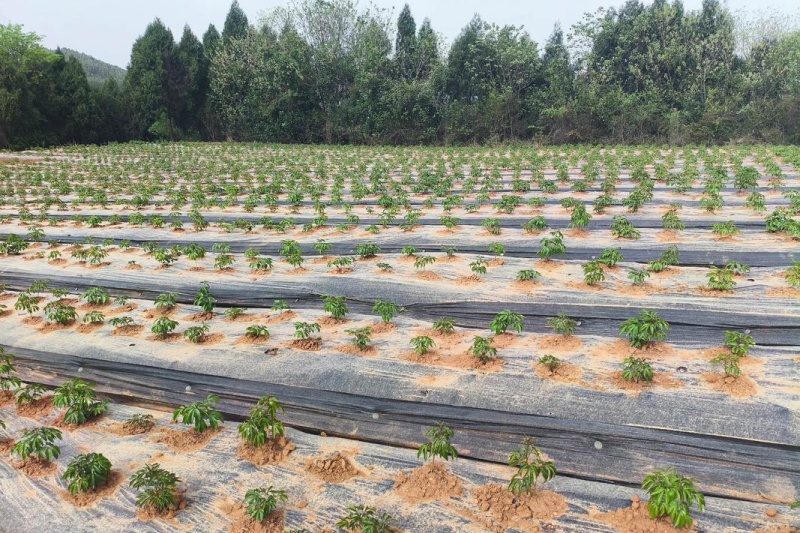 白芍种植有什么技巧？掌握最佳时间与方法，轻松种出好药材