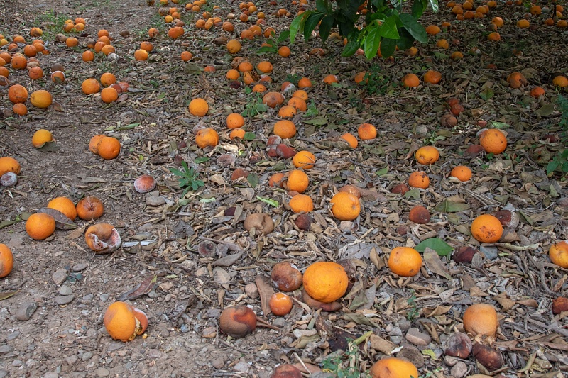 脐橙落果是什么原因？如何解决？