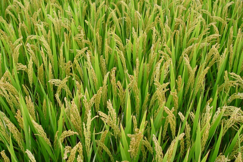 稻秆潜蝇危害水稻有什么症状？如何防治稻秆潜蝇？