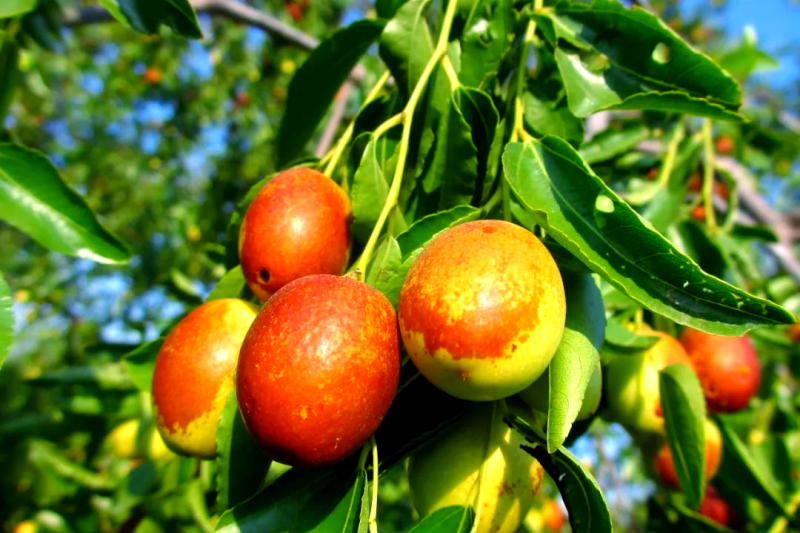 冬枣落果怎么防治?三招帮你稳住收成