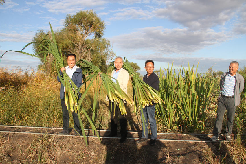 从“白碱面漫天飞”到“攥出湿印子”：盐碱地上长出“金茭白”，东北小城蹚出生态富民路