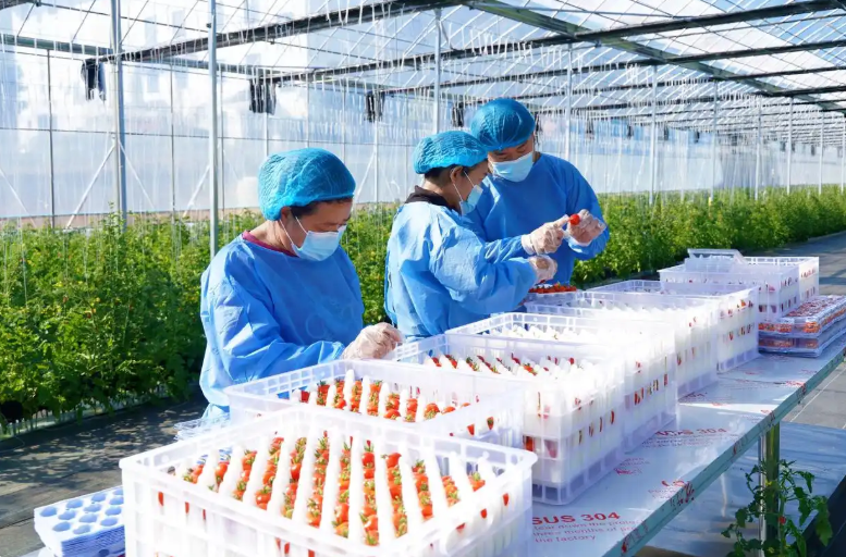 临翔&ldquo;红宝石&rdquo;：智慧大棚里种出的甜蜜财富