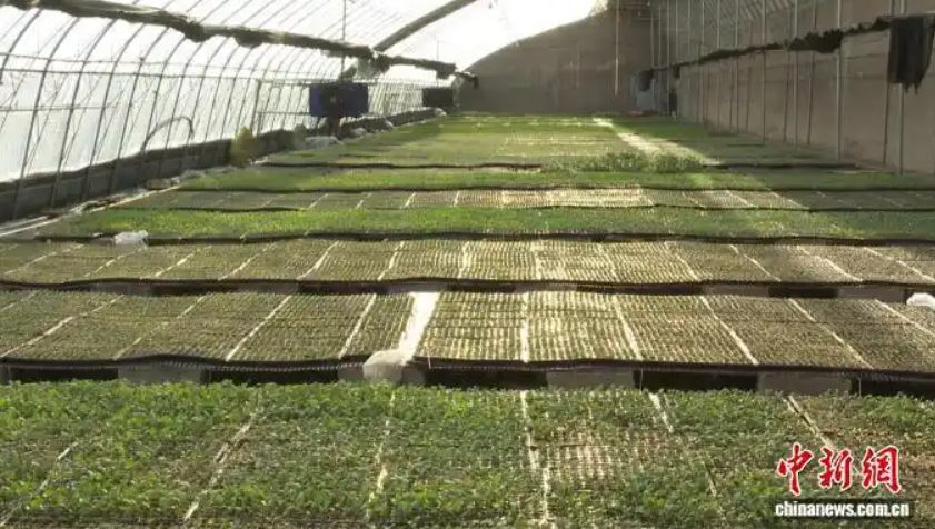 祁县榆林村：小菜苗撬动乡村大振兴