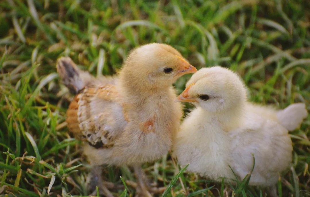 鸡气囊炎怎么治?鸡气囊炎的发病原因有哪些?