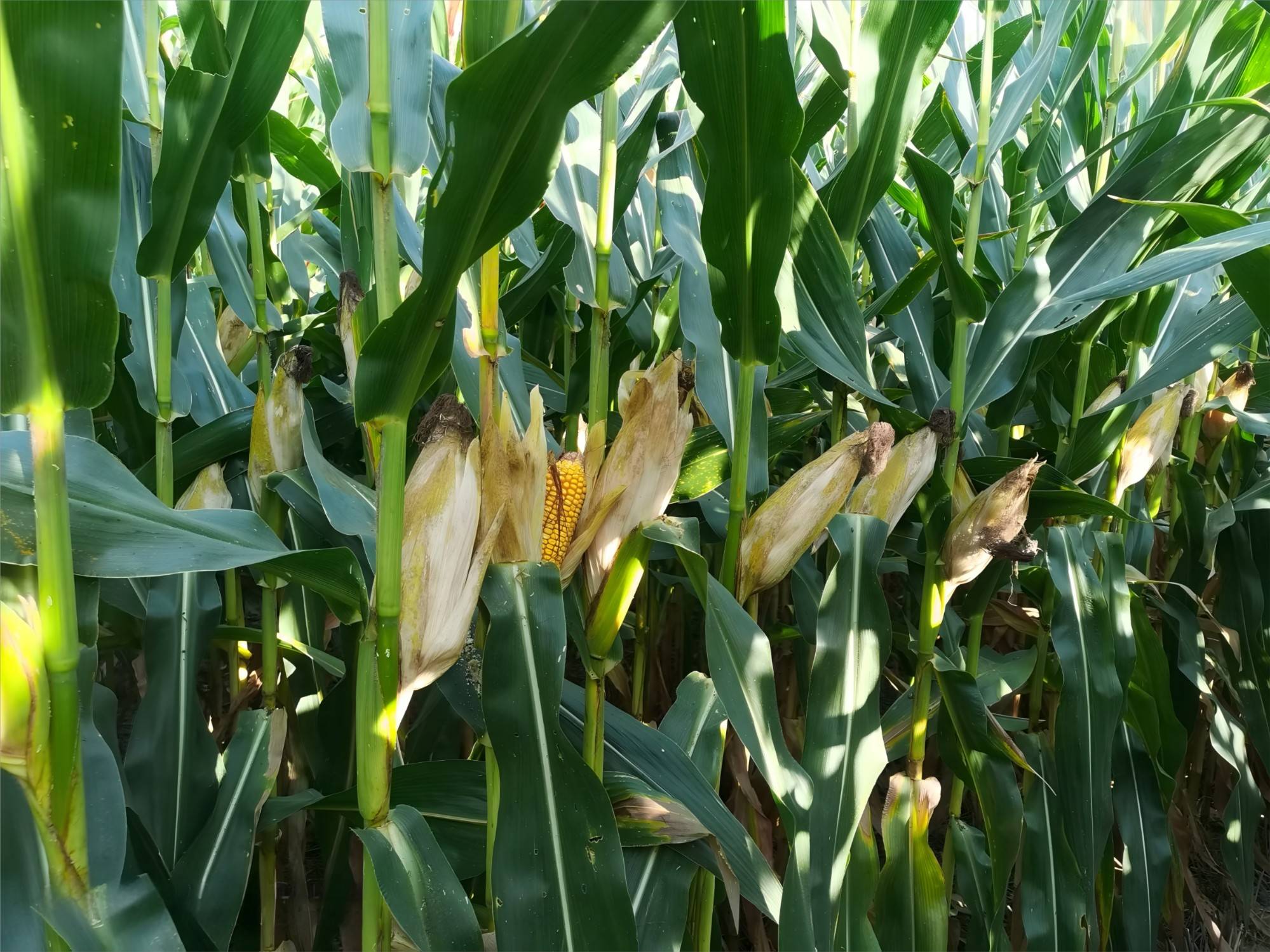 淮北地区夏玉米高产有什么技巧？6个实操技巧老农亲测有效