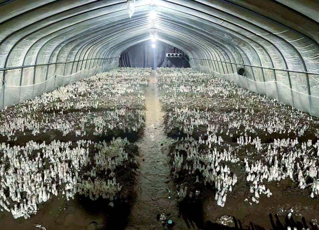 低温天气如何管理菇棚？低温天气管理菇棚有什么方法？