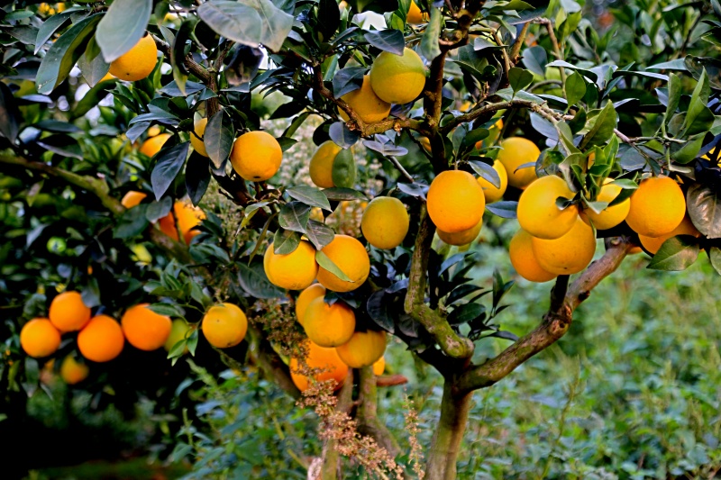 柑橘生长发育的土壤具备哪些条件？柑橘适宜的土壤是什么？