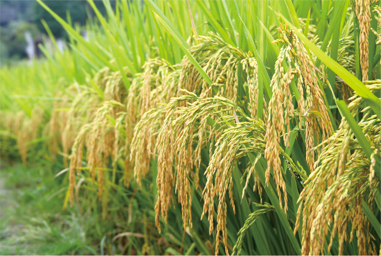 2025年水稻优质品种有哪些?教你根据地区和需求挑对品种