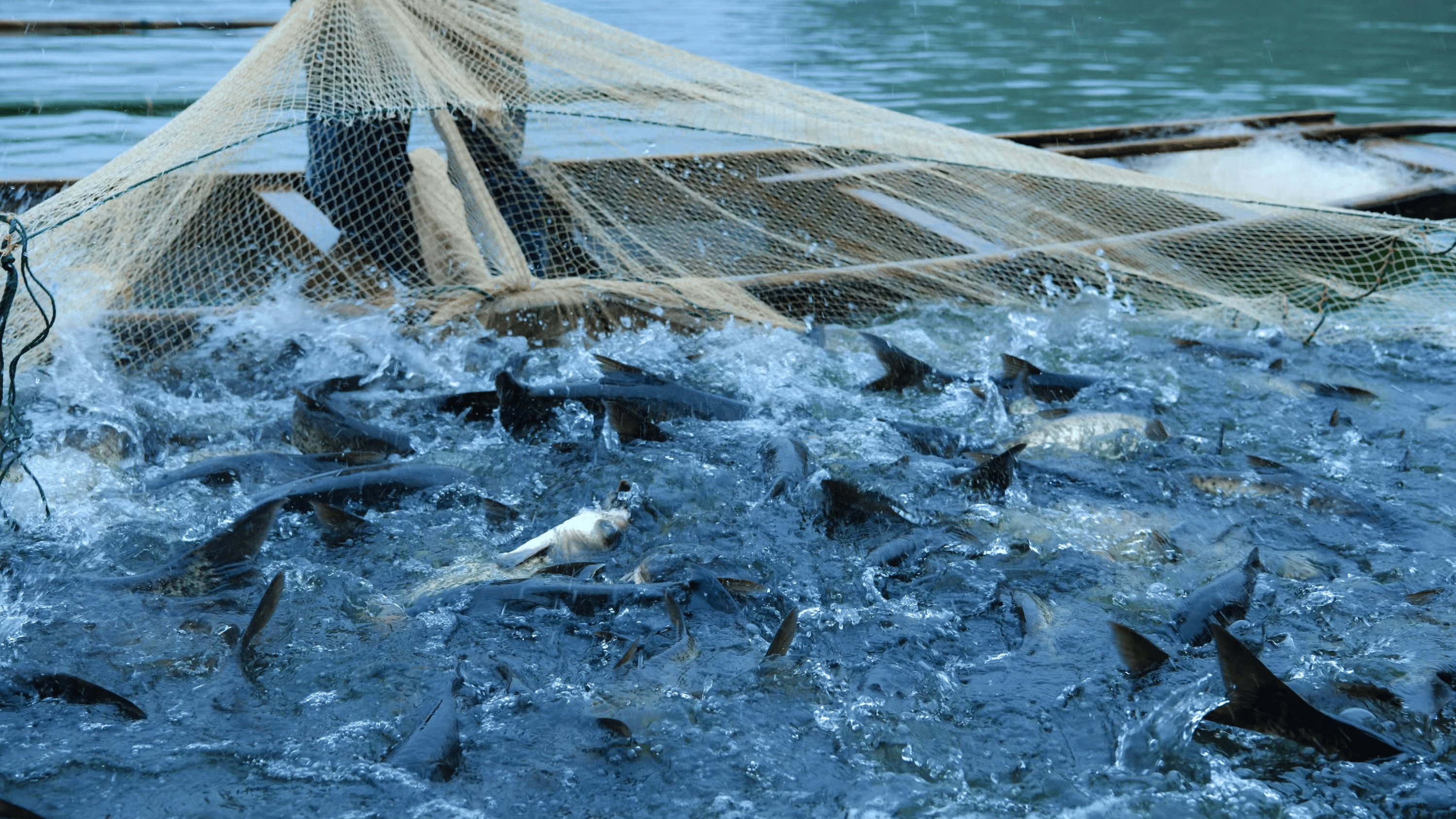 水产养殖的未来：是可持续方案还是环境挑战？