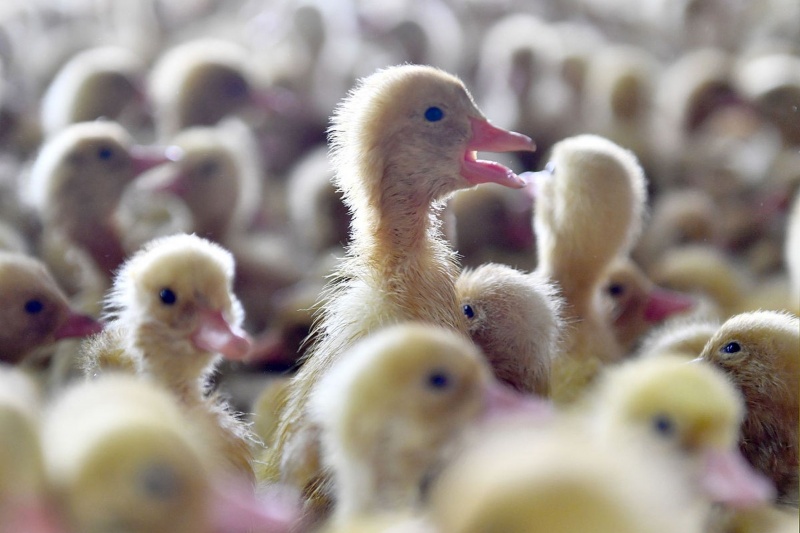 提升鸭苗成活率有什么方法?如何提升鸭苗成活率?