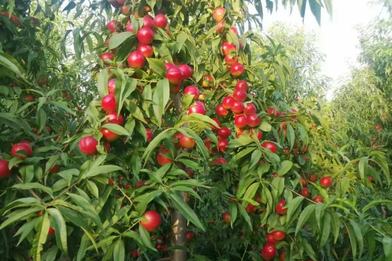 枣油桃怎么种植？枣油桃种植技术有哪些？