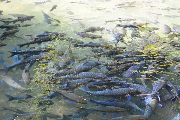 草鱼养殖常见病害有哪些？养殖户吐血总结，病害防治一招灵