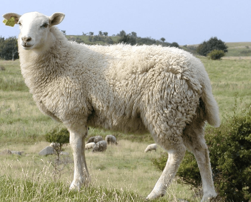 哪种羊最受欢迎?新手养殖户怎么养?