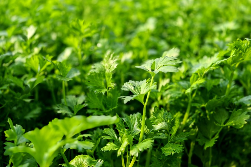 芹菜叶子打卷是什么原因？芹菜叶子打卷怎么处理？