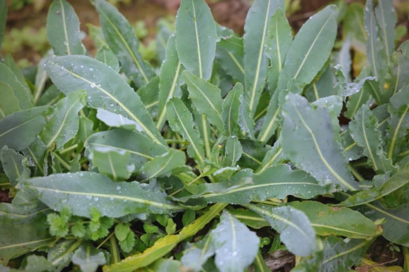 新手如何种植板蓝根?种植板蓝根有什么技巧?