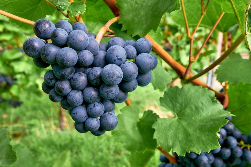 葡萄不挂果怎么办？找准原因，明年果满枝头