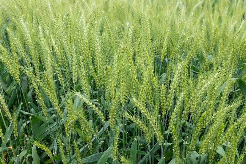 锌肥有什么作用？如何正确使用锌肥？