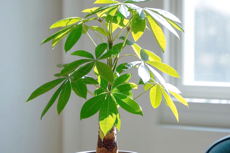 室内发财树如何养护？从浇水到防病的技巧