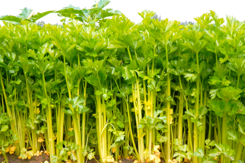 芹菜行情波动怎么办？这些种植诀窍帮你稳住收益