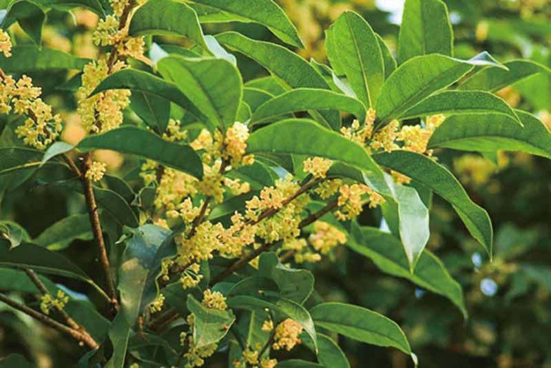 修剪桂花有什么技巧?修剪桂花要注意什么?