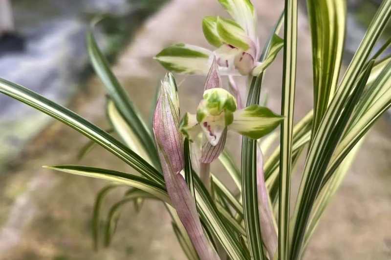 兰花常见病害有哪些？如何防治？