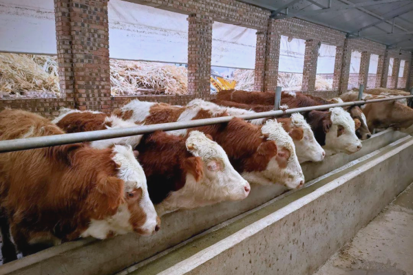 养牛怎么降低成本?这些省钱秘诀最管用