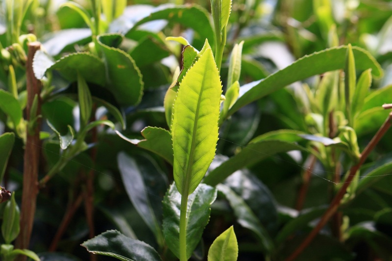 茶树如何种植?种植茶树有什么技巧?