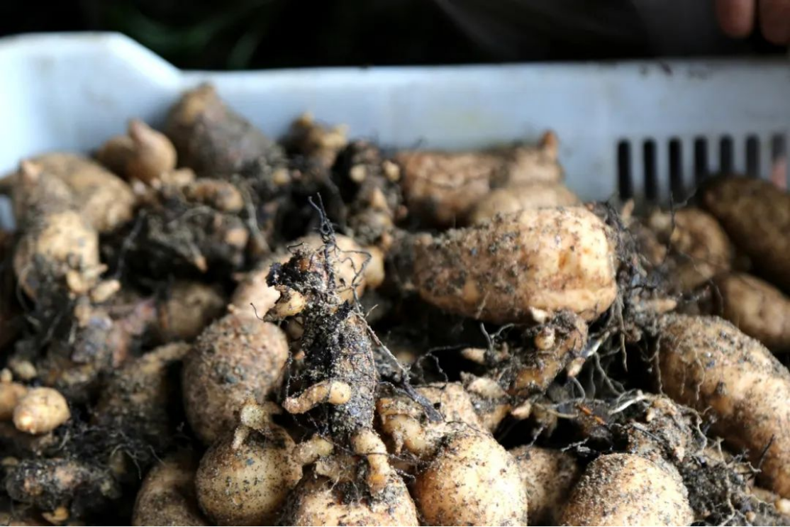 德江天麻:科技赋能,铺就致富新“麻”路