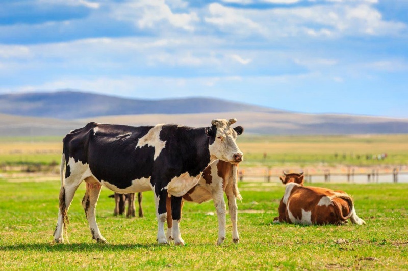 奶牛为什么会发生产后瘫痪?奶牛产后瘫痪如何治疗?