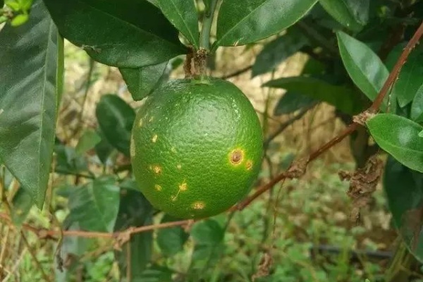 柑橘有哪些常见病害？如何防治柑橘常见病害？