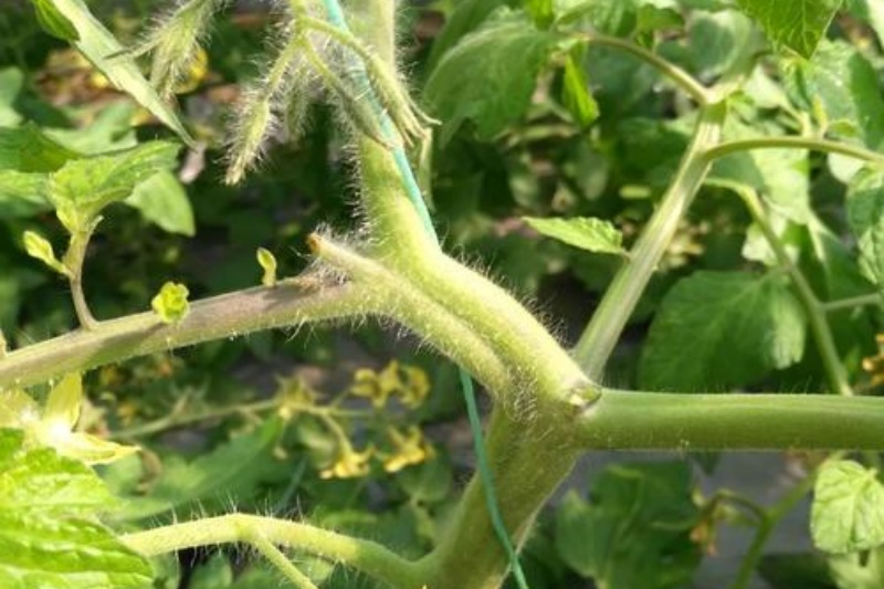 西红柿芽枯病有什么症状？如何防治西红柿芽枯病？