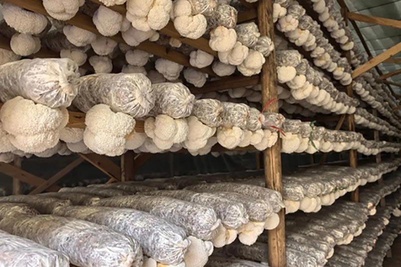 室内种猴头菇有什么技巧?避开这些误区你也能成行家