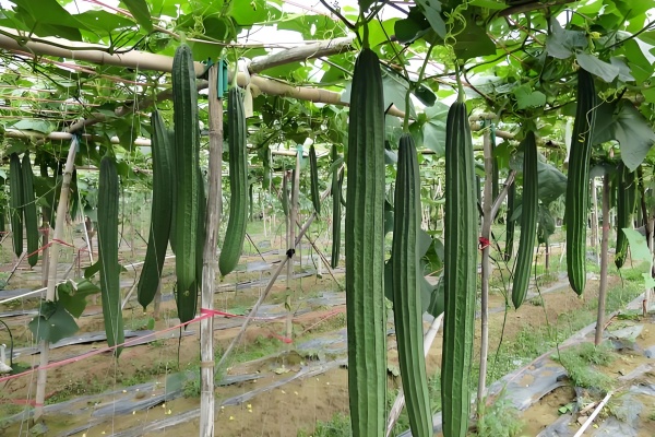 淮南地区夏天适合种什么菜?这份亲测清单请收好