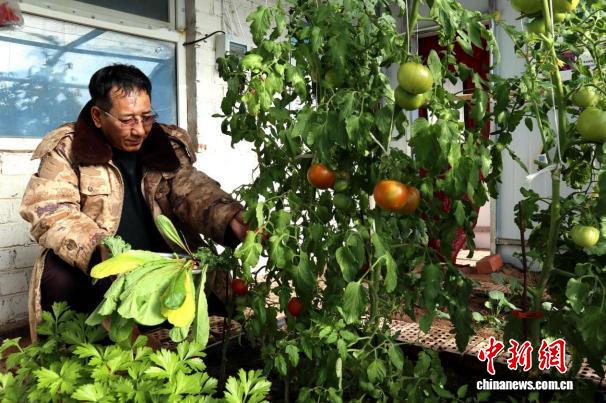 四子王旗边境线:“四季小菜棚”带来的三重蝶变